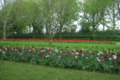 Тюльпаны Парк Кекенхоф